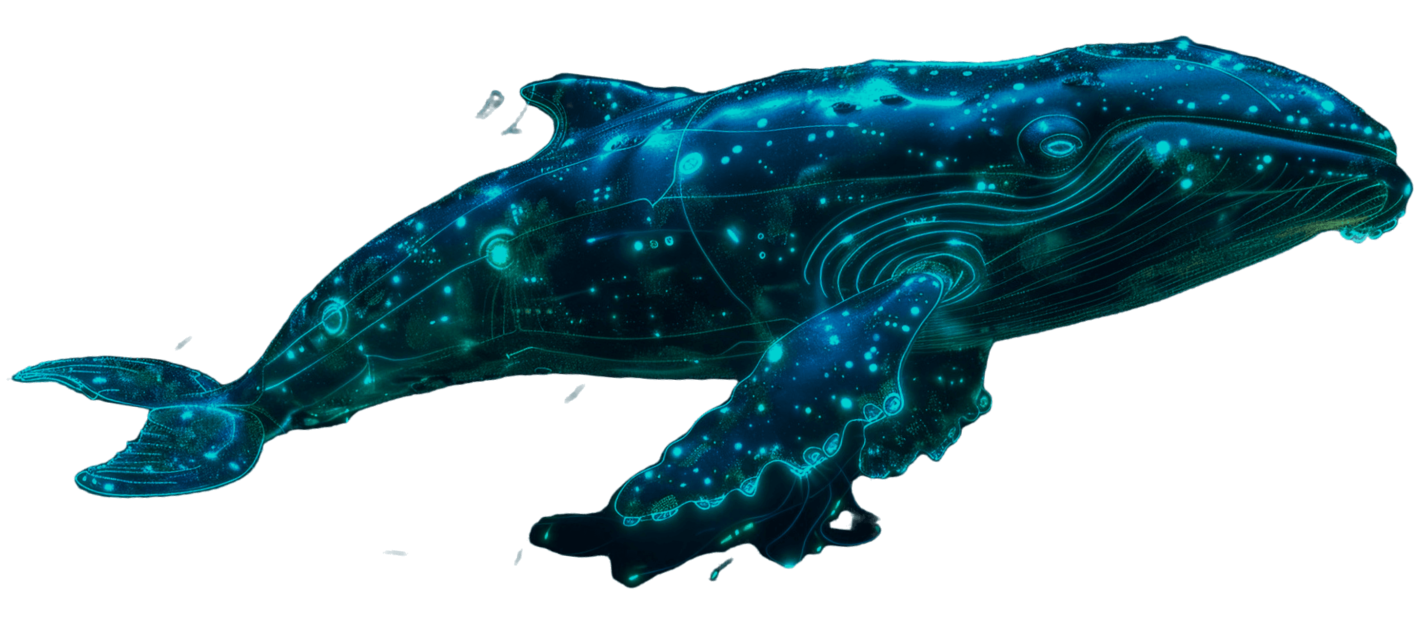 whale